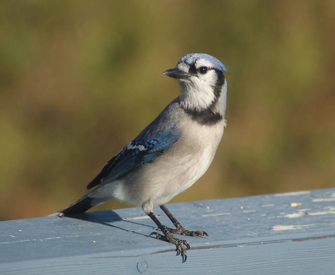 ShonnaHPhoto's tweet photo. "A Blue Jay’s Splash of Sass." Capture the bold intelligence and sapphire beauty of Ontario’s wildlife. 💎🐦
🛒 A Blue Jays Splash of Sass https://t.co/4oBDAI5wbv
#Photography #BlueJay #CanadianWildlife #ArtForSale #Britt https://t.co/CSQvjaeYZC