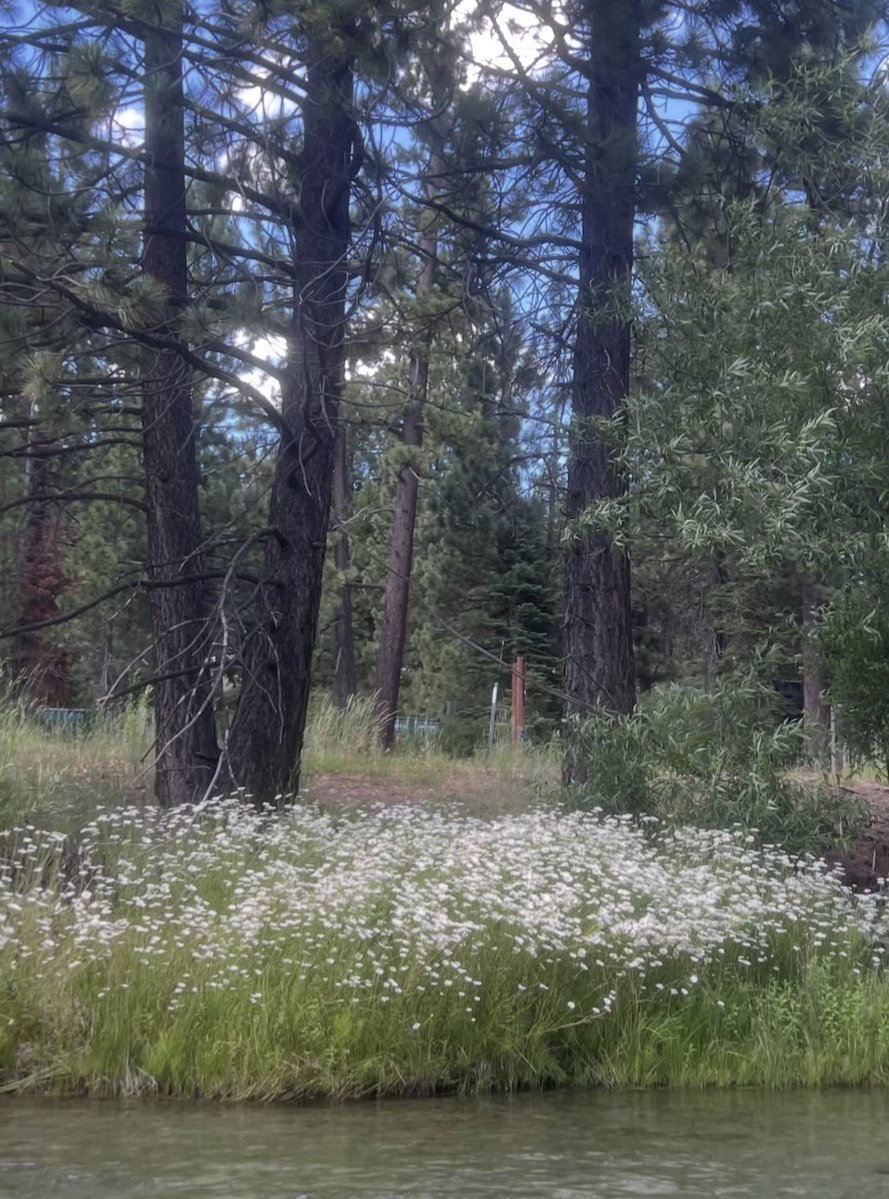 Annabellarflid's tweet photo. I met some pretty daisies while I was at the lake https://t.co/BNF0GWIwlR