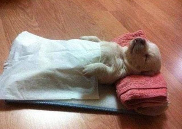 mizhya20's tweet photo. eu dormindo depois de irritar tudo e todo mundo https://t.co/38LENzVdMm