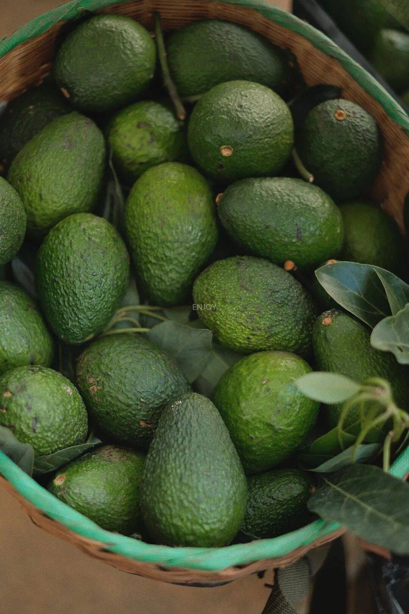 Plastownb45's tweet photo. Este aguacate de Michoacán tiene textura cremosa y sabor dulce-mantecoso, perfecto para tostadas! No te pierdas su frescura premium. https://t.co/SdYGxJPbjp