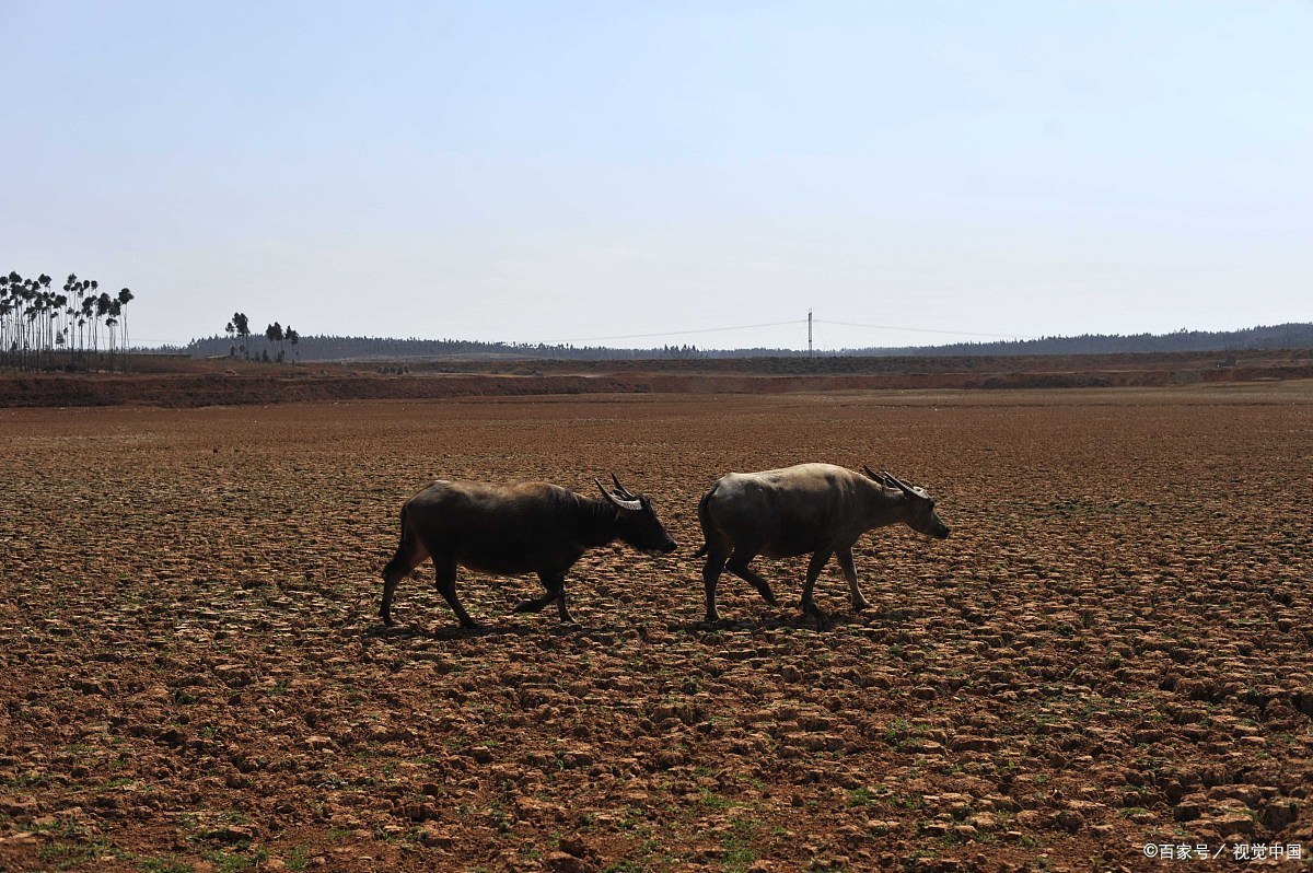 D0RaY4K's tweet photo. The bound fields in the Kucha area have dried up due to drought. https://t.co/epPxEB244A