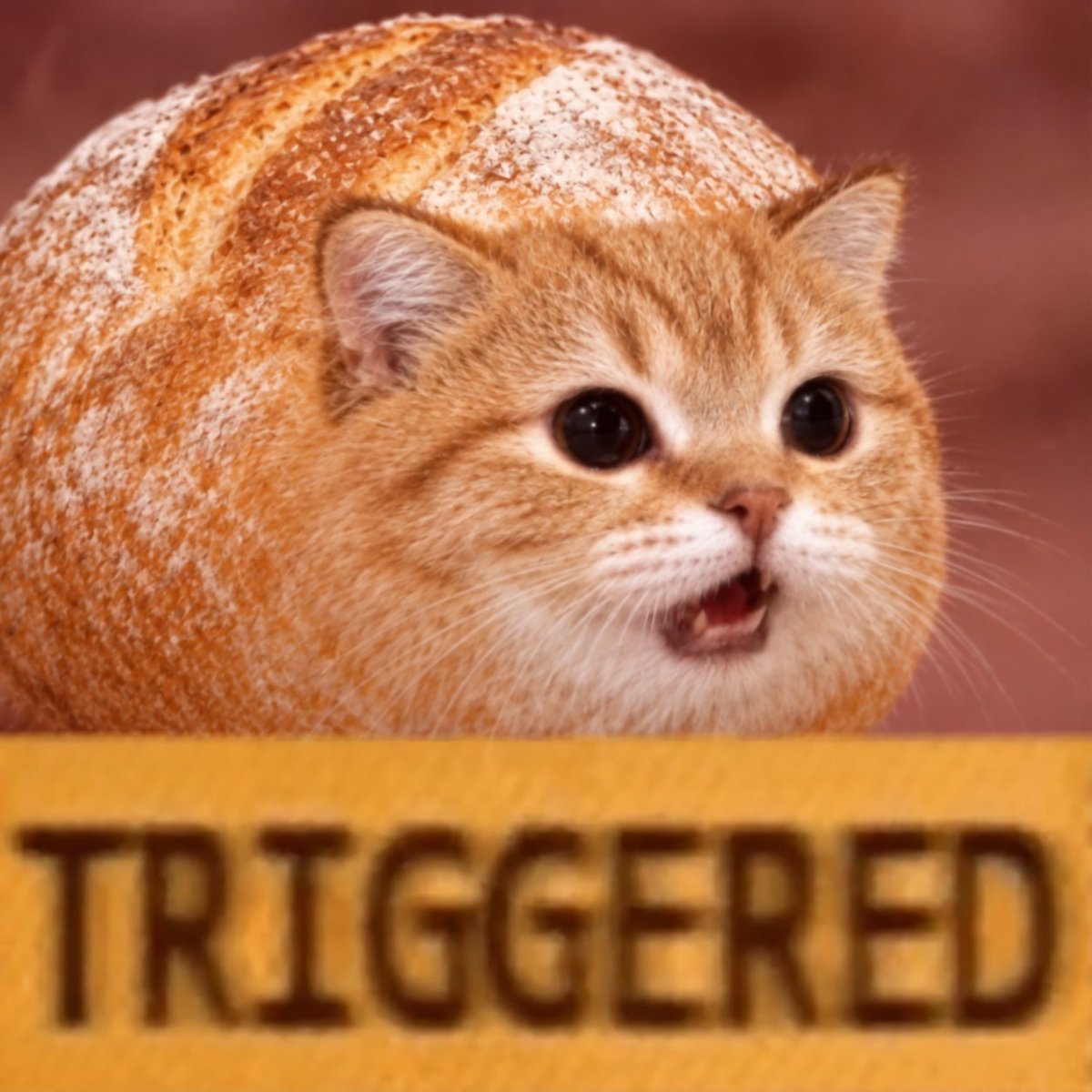 breadcatstonks's tweet photo. @LagxSol https://t.co/lM6GO1N9At