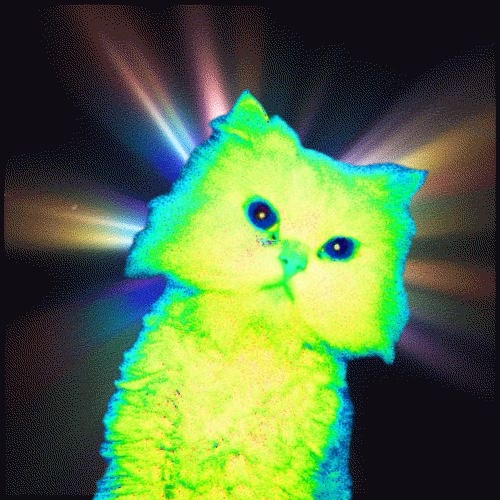 symphony_eleven's tweet photo. QUANTUM CAT? HIGHEST CEILING 

QUANT + CAT https://t.co/zxuGbgf1sa