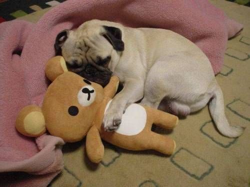 4everMasya's tweet photo. I really love sleeping https://t.co/73umyhhnE8