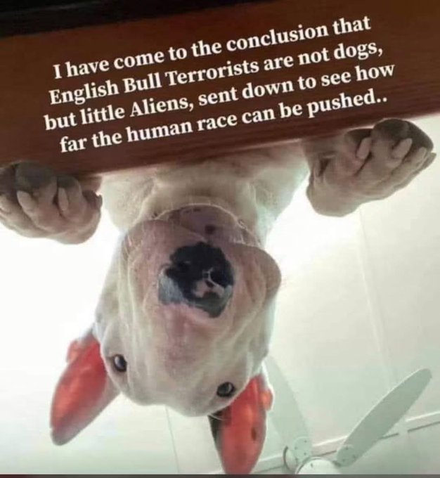 An upside-down white English Bulldog wearing red booties peers down, with text overlaid reading: 'I have come to the conclusion that English Bull Terrorists are not dogs, but little Aliens, sent down to see how far the human race can be pushed..'