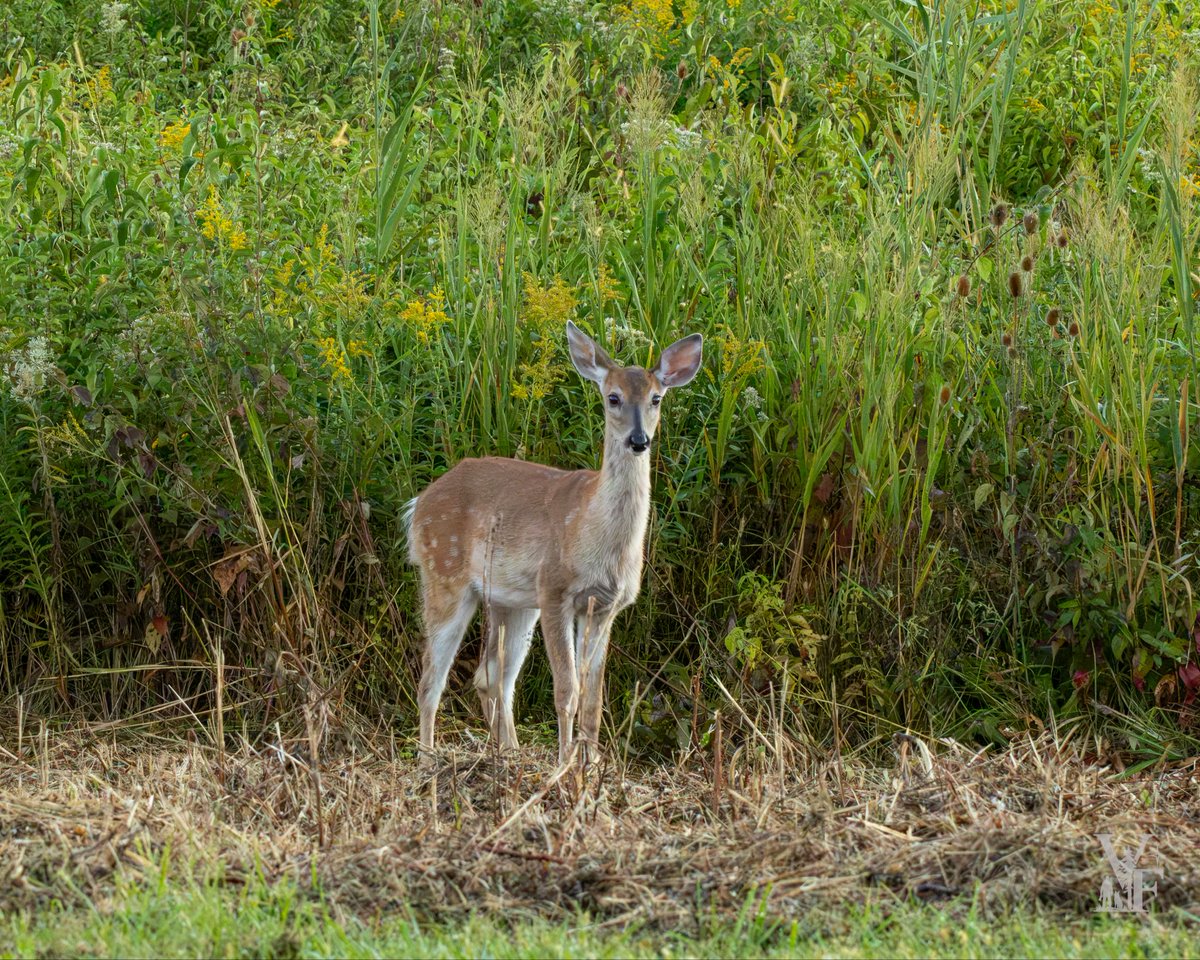 Michael_USMC's tweet photo. Mama had me locked up. The little one was still deciding what I was.

Quiet moment at the edge of the field.

The more wildlife I shoot, the more I realize the camera is almost secondary. First you have to slow down enough to notice the story.

#WildlifePhotography #WhitetailDeer https://t.co/adduNMJ63n