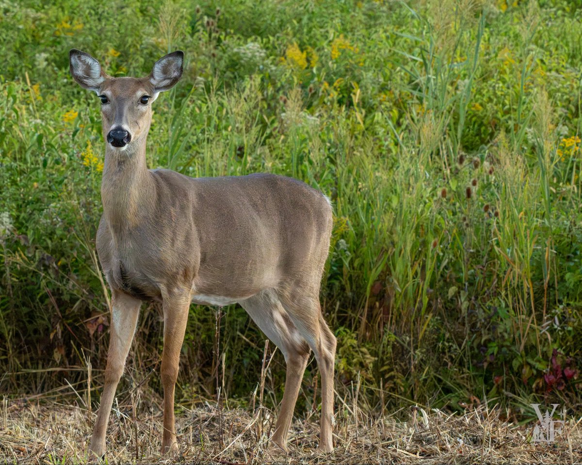 Michael_USMC's tweet photo. Mama had me locked up. The little one was still deciding what I was.

Quiet moment at the edge of the field.

The more wildlife I shoot, the more I realize the camera is almost secondary. First you have to slow down enough to notice the story.

#WildlifePhotography #WhitetailDeer https://t.co/adduNMJ63n