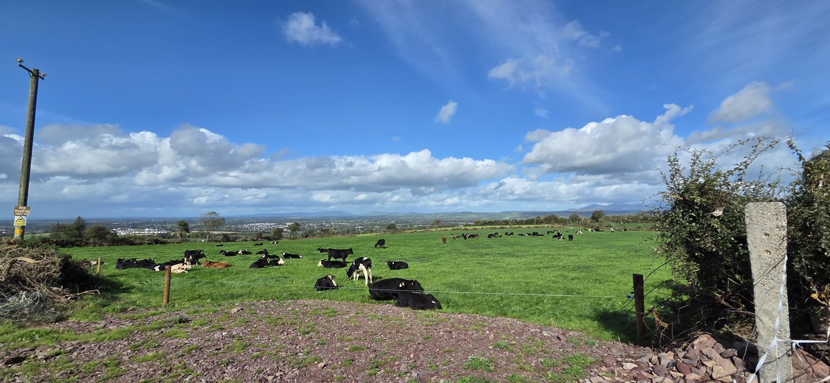 fitzyok's tweet photo. Lá scuabach tirim inniu taobh amuigh de fho chith(blustery dry day today apart from a few showers). Stoc breá sásta sa ghort(happy cattle in the field). Sméara dubha fós ach ró dhéanach piocadh (blackberries still put too late to pick).
#365daysofGaeilge
#365daysofwalking https://t.co/NuoUNZqwuv