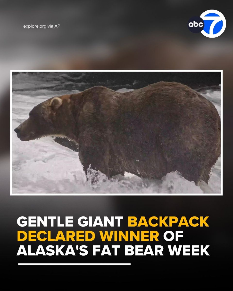 ABC7's tweet photo. Congratulations, Backpack!

After a week of fierce competition, Backpack emerged victorious as Fat Bear Week champion, the heftiest bear of Alaska's Katmai National Park and Preserve.

Read more at https://t.co/PItAKLFAAo https://t.co/azvTtniEaP
