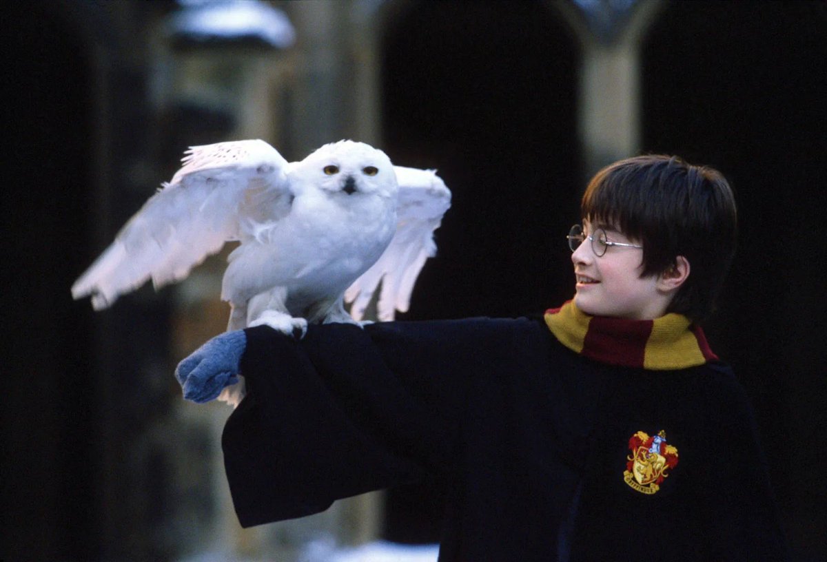 M_Bohemond's tweet photo. Let me explain what's happened with Harry Potter, but first, let me explain what it is:

Harry Potter is an apolitical children's novel series that grew into more mature themes as it's original fans aged up with it. The world building isn't great, but the stories and characters are and it's been an enduring series for decades.

It's fans where some of the most obnoxious people in the world and turned the entire franchise, needlessly at that, into a political battleground as their entire world view was built off consumption of it's story. Freaking out during the lead up to the first Trump administration and using Harry Potter as a political weapon. Political idealogues ran with this, happy to feed into their mania. It made the franchise radioactive outside a very specific left wing political base.

Then the author J.K. Rowling turned out to be a TERF. A "trans-exclusionary radical feminist."

Most of the original fandom abandoned her and abandoned the franchise, but some stayed. Others who originally didn't care rallied against it. When the franchise got a video game entry, Hogwarts Legacy, anyone who played the game regardless of politics was attacked. Slandered as a transphobe, despite transgender representation within the game itself. This controversy catapulted a fairly milquetoast fantasy action game to an all time best seller.

This attracted the chuds.

Time passed, the original fandom has either quit all together or try to awkwardly maintain an arm's length relationship with the series. Unable to separate art from the artist. Chuds, meanwhile, know Rowling is still a leftist radical feminist who hates them and just don't care. They've overtaken the original fans and come to enjoy the series for what it is. A fun fantasy series with no political bent one way or another. Their recognition that Harry Potter isn't political allows them to enjoy it due to having a world view more affixed to reality.

And thus, Harry Potter became a chudgem.
