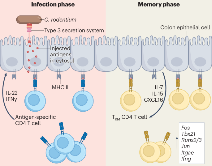 LabWaggoner's tweet photo. Bacterial antigens injected into cytosol of intestinal epithelial cells are presented by MHC II for induction of Ag-specific T cell responses and long-term epithelial cell-associated CD4 Trm
https://t.co/FR4vszQW4g @NatImmunol 
https://t.co/dtFx6eHAqy https://t.co/VeU6lKaS7L