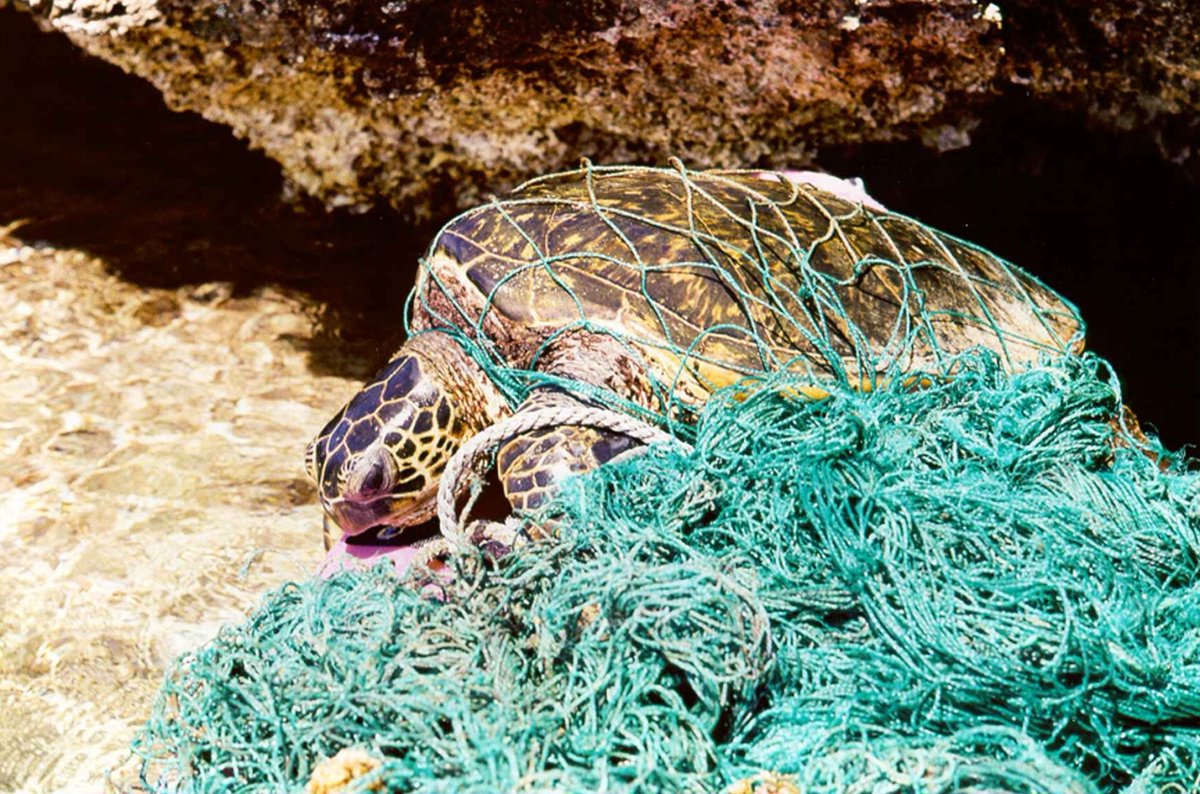 seaturtleweek's tweet photo. Turtles, seabirds, dolphins and other marine life can get caught in fishing gear as bycatch. It’s one of the biggest threats to sea turtles worldwide. 

Learn more how you can help: https://t.co/kGlSEgKcFi

📷 NOAA https://t.co/FynQa9T4vL
