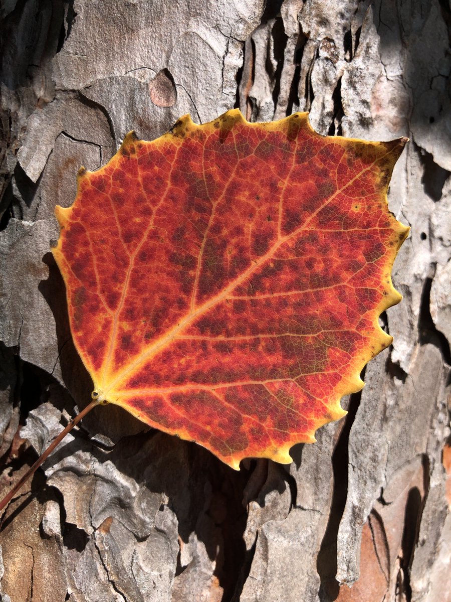 HuronNf's tweet photo. Why are leaves red? Anthocyanins!

Anthocyanins are responsible for giving leaves their dark red and purple colors. These protective plant compounds protect the tree from cold and dehydration.

Look for them on our map https://t.co/b6e2fw5E30

(FS photo by Kelly Morrissey) https://t.co/pAceSXfcII