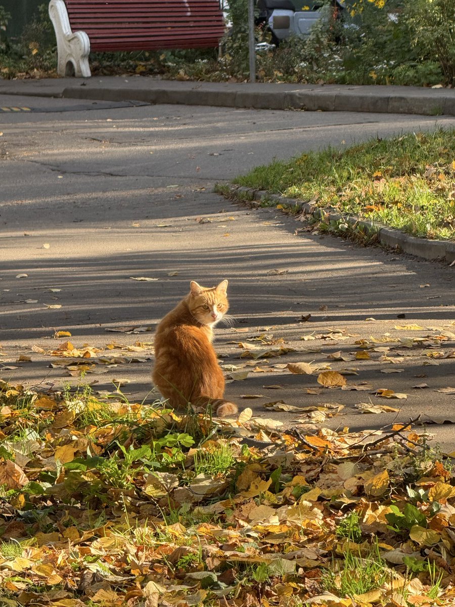 vandal_rrr's tweet photo. autumn vibes~ https://t.co/5qDHamh3OU