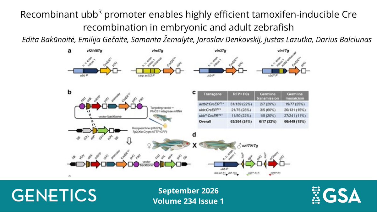 GeneticsGSA's tweet photo. 🧬 @Balciunas_Lab generated and validated a strong ubiquitous Cre-driver line that enables highly efficient 4-HT-inducible recombination at all stages of #zebrafish ontogenesis.
Curious how this line works?
Read more in the September issue of #GENETICS 🔗 https://t.co/TV31fxAvR1 https://t.co/udxTc0IH8u