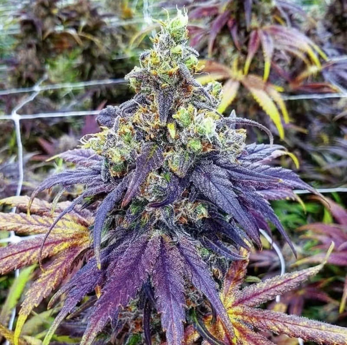 RachelJohnla7m's tweet photo. Marathon Og Autoflower @night.owl.seeds @darkhorse_genetics @darkowlseeds https://t.co/MezdTFn0HV
