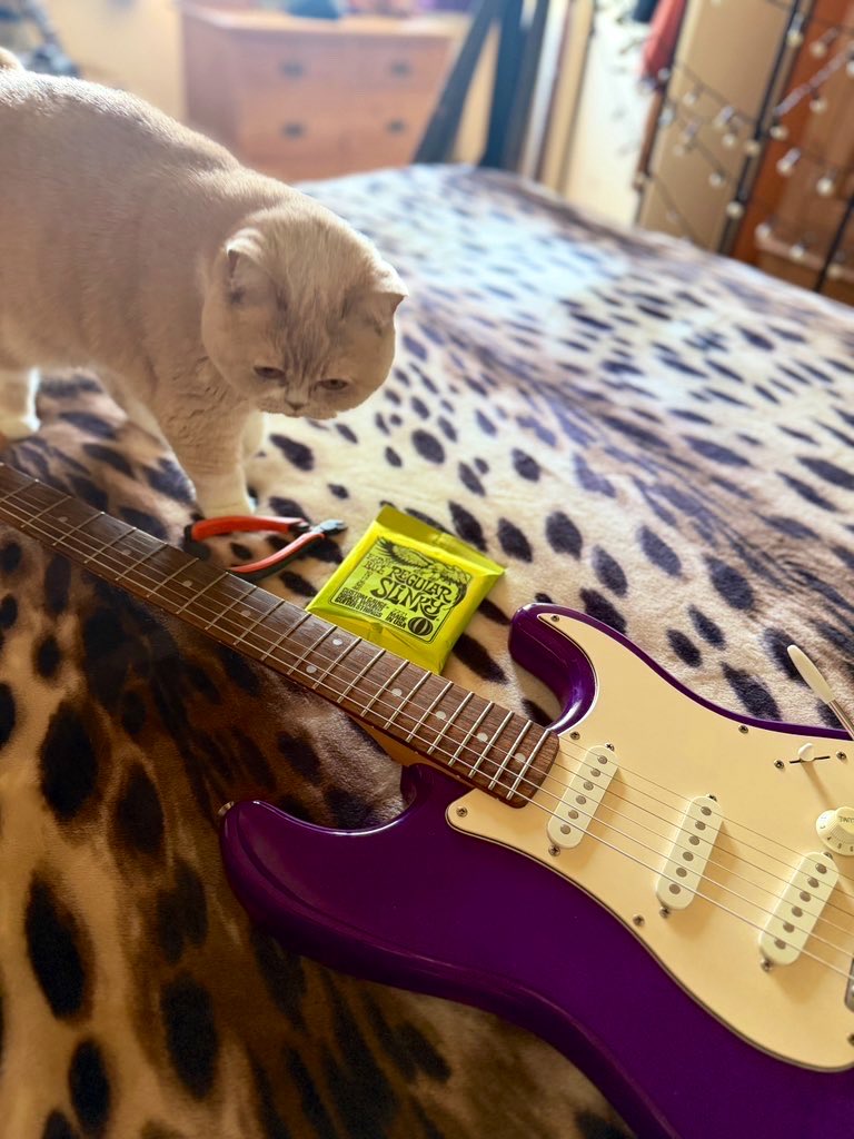 MistyBluViolet3's tweet photo. @garygilligan It’s Violet. Had her about 6 months. Dolly’s impressed! https://t.co/LrCllAOMvC