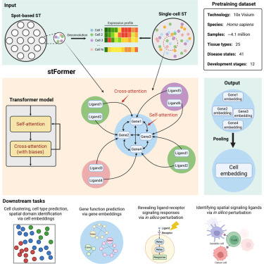 CellRepMethods's tweet photo. stFormer integrates spatial ligand signaling into a foundation model for spatial transcriptomics dlvr.​it/TVjr33 https://t.co/sVcw7dbfEd