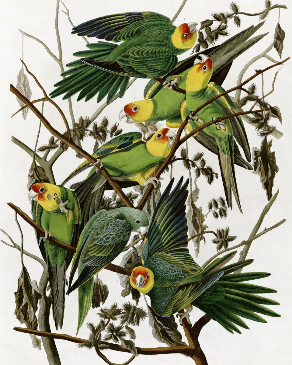 RachelCarsonDC's tweet photo. Our #BirdOfTheWeek is the now-extinct Carolina Parakeet, which was once widespread throughout the eastern U.S. Hunting, habitat loss, and other pressures drove its decline, and the last known captive bird died in 1918.

More: https://t.co/oKufeVtnxy 

Photo: John James Audubon https://t.co/qPy8l5FN3w