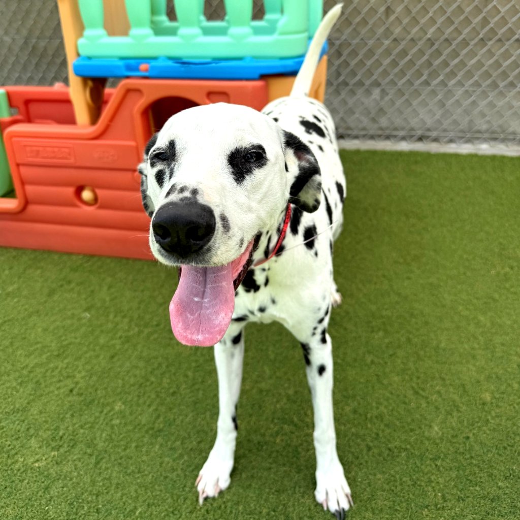 animalkeepersd's tweet photo. Who needs 101...when you have Betty??
https://t.co/a6OX3iXxOn
#betty #Dalmatians #Dalmatian #onehundredone #onehundredoneDalmatians #doggo #sd #sddogs #sdpets #sandiego #sandiegodogs #sandiegopets #oceansidedogs #oceansidepets #oceanside #carlsbaddogs #carlsbadpets #carlsbad https://t.co/MZ9A7Zd7nM