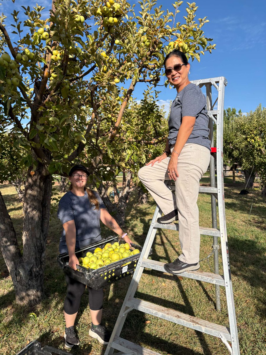 KCNSC's tweet photo. KCNSC New Mexico Operations employees went apple picking for a purpose: to donate fresh fruit for Seed2Need, an Albuquerque-based organization that provides fresh produce to local food pantries. KCNSC NMO volunteers picked 25 baskets of apples. #doworkthatmatters https://t.co/i1ltrrarnd
