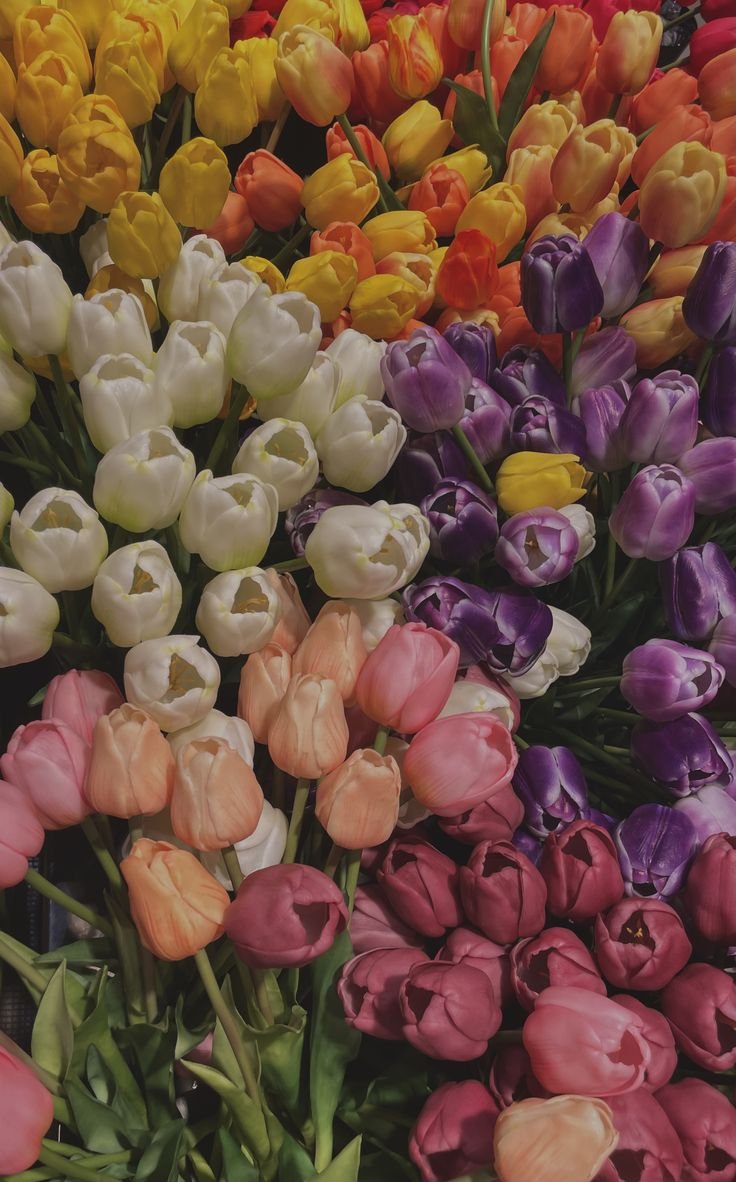 dreamyflowerrs tweet picture