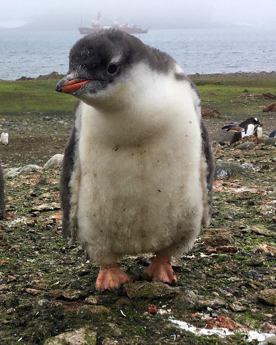 SaishoVibes's tweet photo. Nobody told me this bird is a new penguin wtf new bird just dropped https://t.co/vy33cGxEyP