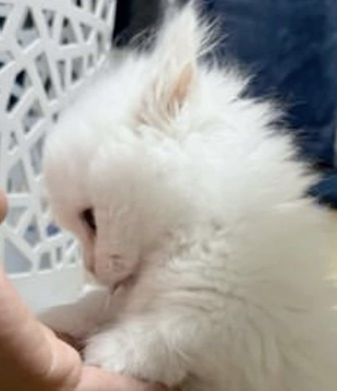 Taeminascats's tweet photo. https://t.co/2QibcChbYG