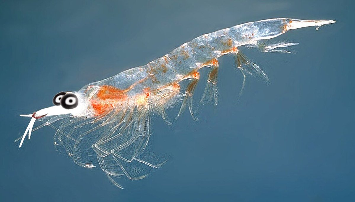 jeffdakillr's tweet photo. I don't think jeff the krill has been done so here's this disgusting image https://t.co/PMYtrB4Bzq