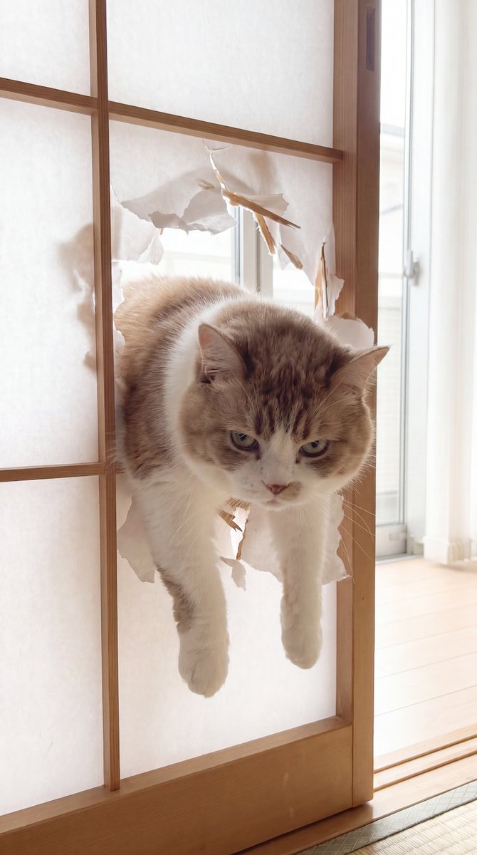 wa_cats's tweet photo. おい、ニンゲン。手を貸せ。 https://t.co/H4wu7BfTLe