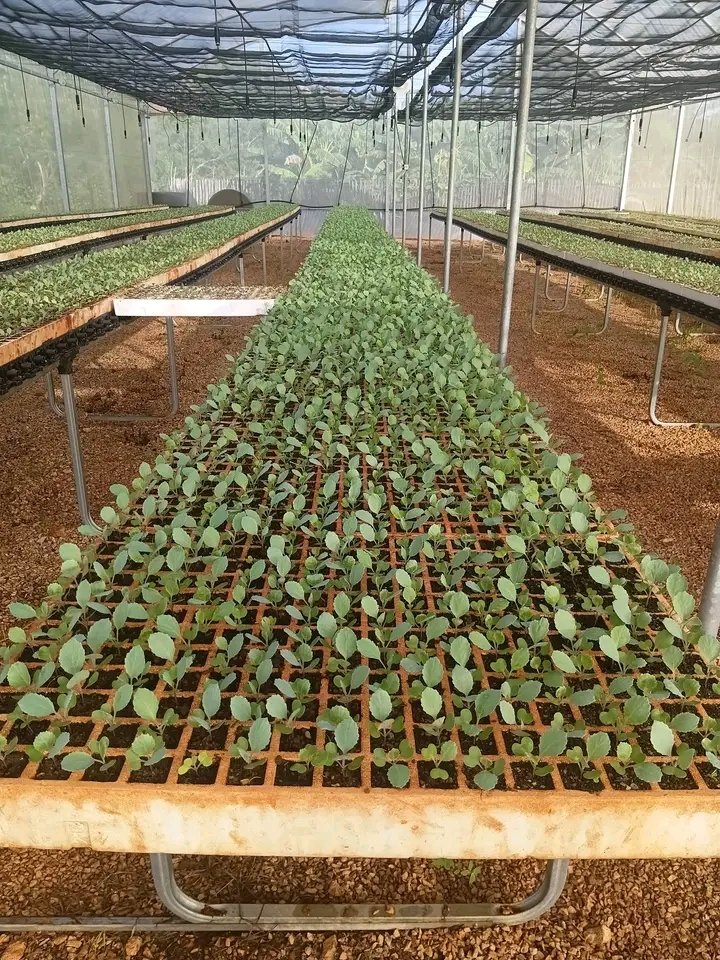 PabloGVega2kvy's tweet photo. 🌱 En el municipio Maisí se le da tratamiento a todos los cultivos, sin excepción.
La clave está en cuidar desde la siembra: suelo, riego, plagas y nutrición.
Una planta bien atendida crece fuerte y da una cosecha sana. 🥬
#Maisí #Agricultura #Siembra #Cultivos https://t.co/ex0IOvvsCg