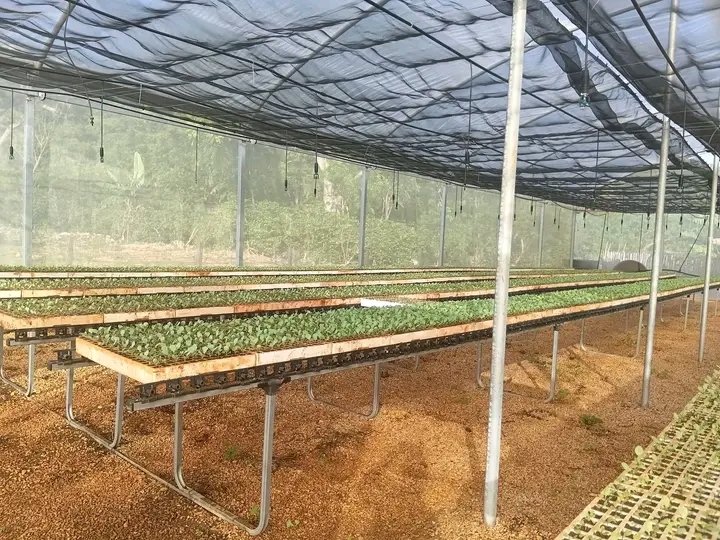 PabloGVega2kvy's tweet photo. 🌱 En el municipio Maisí se le da tratamiento a todos los cultivos, sin excepción.
La clave está en cuidar desde la siembra: suelo, riego, plagas y nutrición.
Una planta bien atendida crece fuerte y da una cosecha sana. 🥬
#Maisí #Agricultura #Siembra #Cultivos https://t.co/ex0IOvvsCg