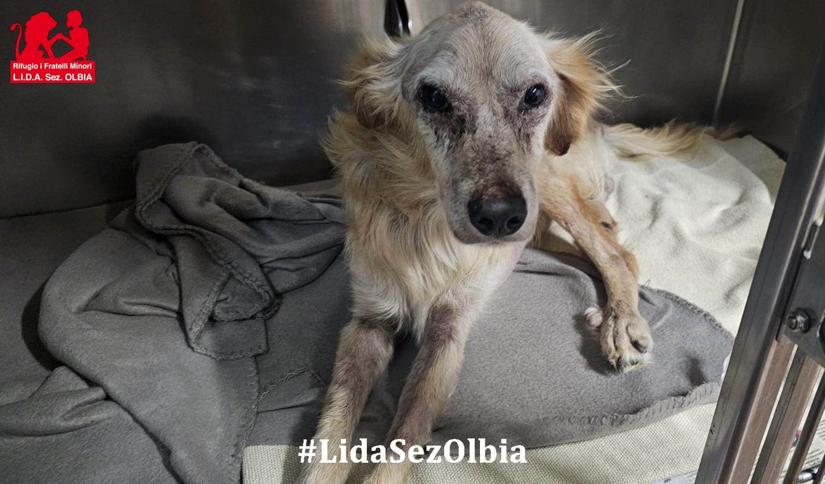 LidaSezOlbia's tweet photo. Olbia, 30.09.2026
Guardatelo, il nostro ragazzino ce la sta facendo. Dopo giorni di buio e paura, Papillon ha deciso di lottare: risponde bene alle terapie e finalmente è riuscito a mettersi in piedi sulle sue zampe.
Quella "larva vivente" che abbiamo accolto https://t.co/uLavJXYRWa
