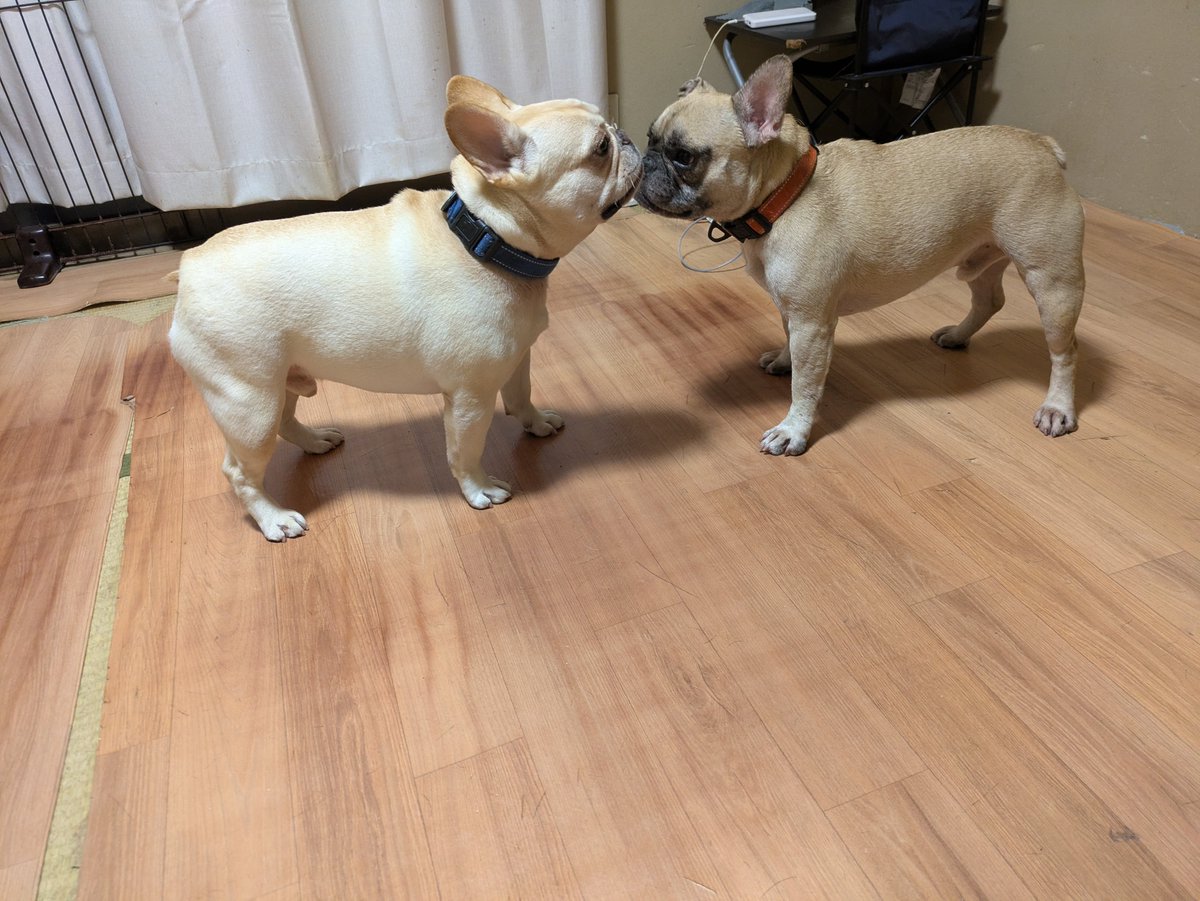 atotomakuroshii's tweet photo. フュージョン…ハッ！ https://t.co/eIPL6j5rND