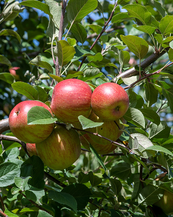 TreeTrust's tweet photo. Fall is one of @TreeTrust's busy planting seasons, but it's also harvest season! 🍎

Find a nearby apple orchard using the Minnesota Grown Directory, a statewide resource for locating local farms, orchards, and seasonal attractions:  https://t.co/ROLdHHZUPX 🌳

#ApplePicking https://t.co/c0UPY9fsk4