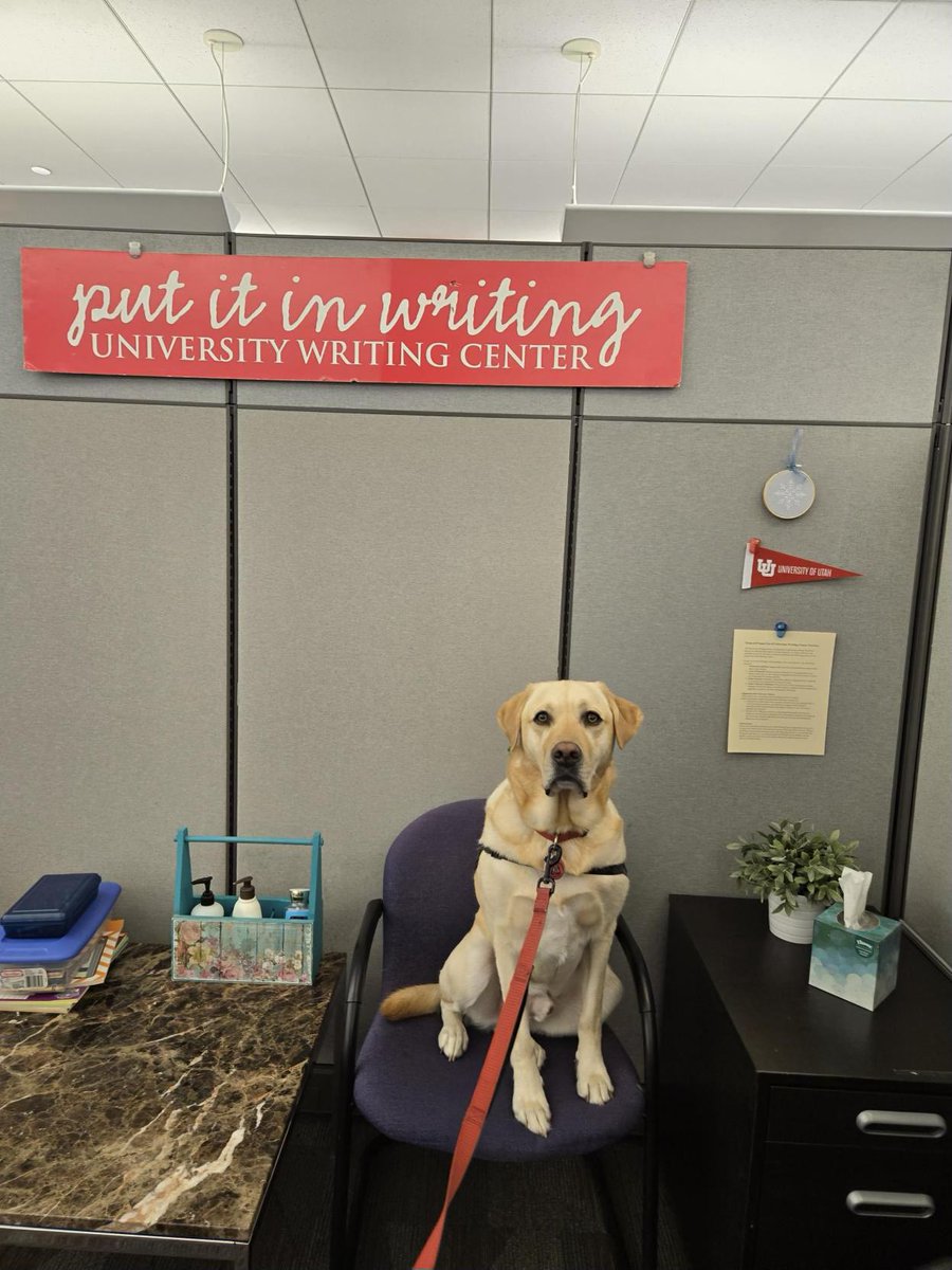 MarriottLibrary's tweet photo. Homer is at the library helping us celebrate the new Writing Center location! Come check out the new space and visit this handsome guy! 🦮🐾 https://t.co/S4LFIEv5ag
