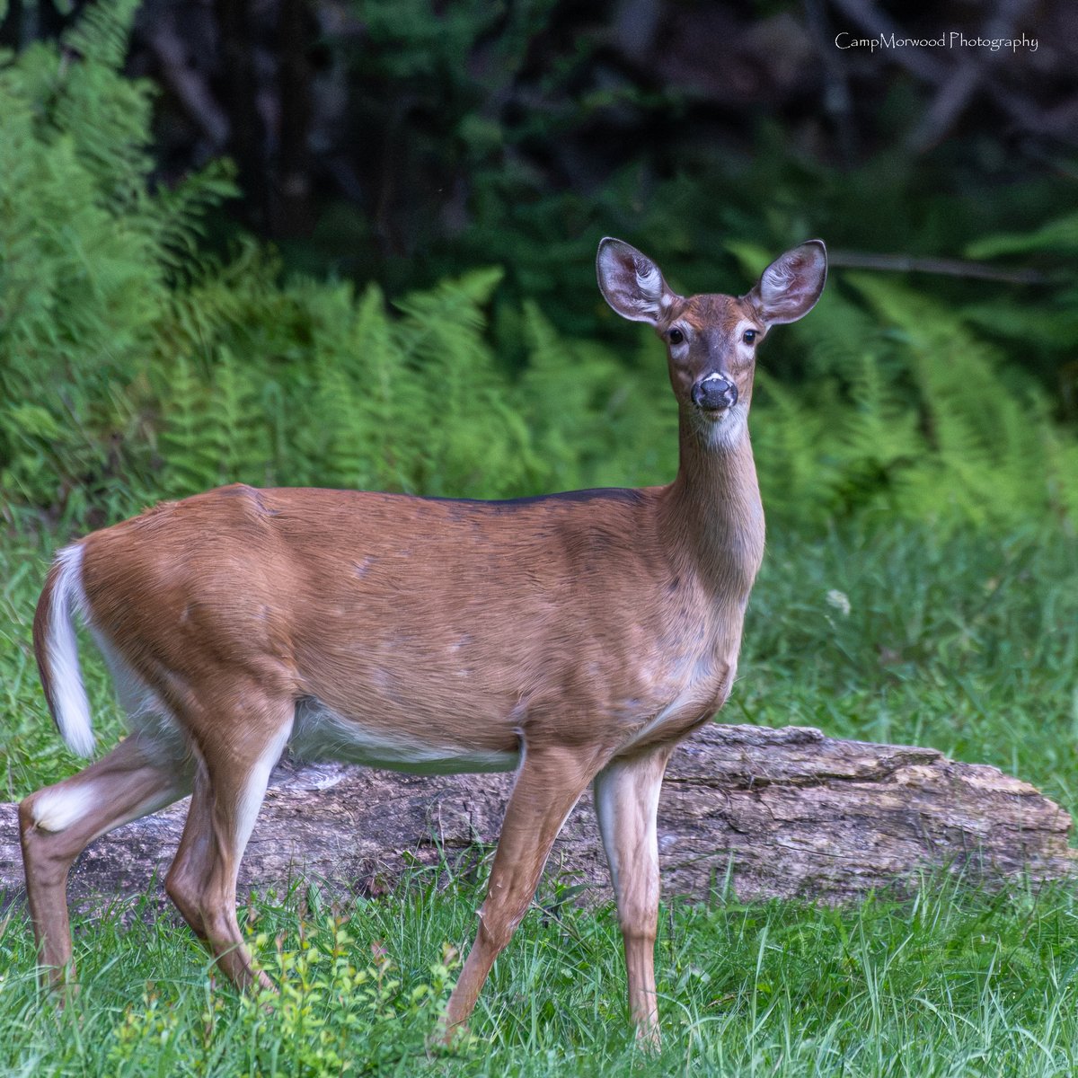 Campmorwood's tweet photo. Is Whitetail Wednesday a thing?🤔🦌 📸 

#WhitetailedDoe #WhiteTailDoe #DeerPortrait #WildlifePortrait #NorthAmericanWildlife #DoeDeer #Cervidae #ForestAnimals https://t.co/MaZXIqq4UP