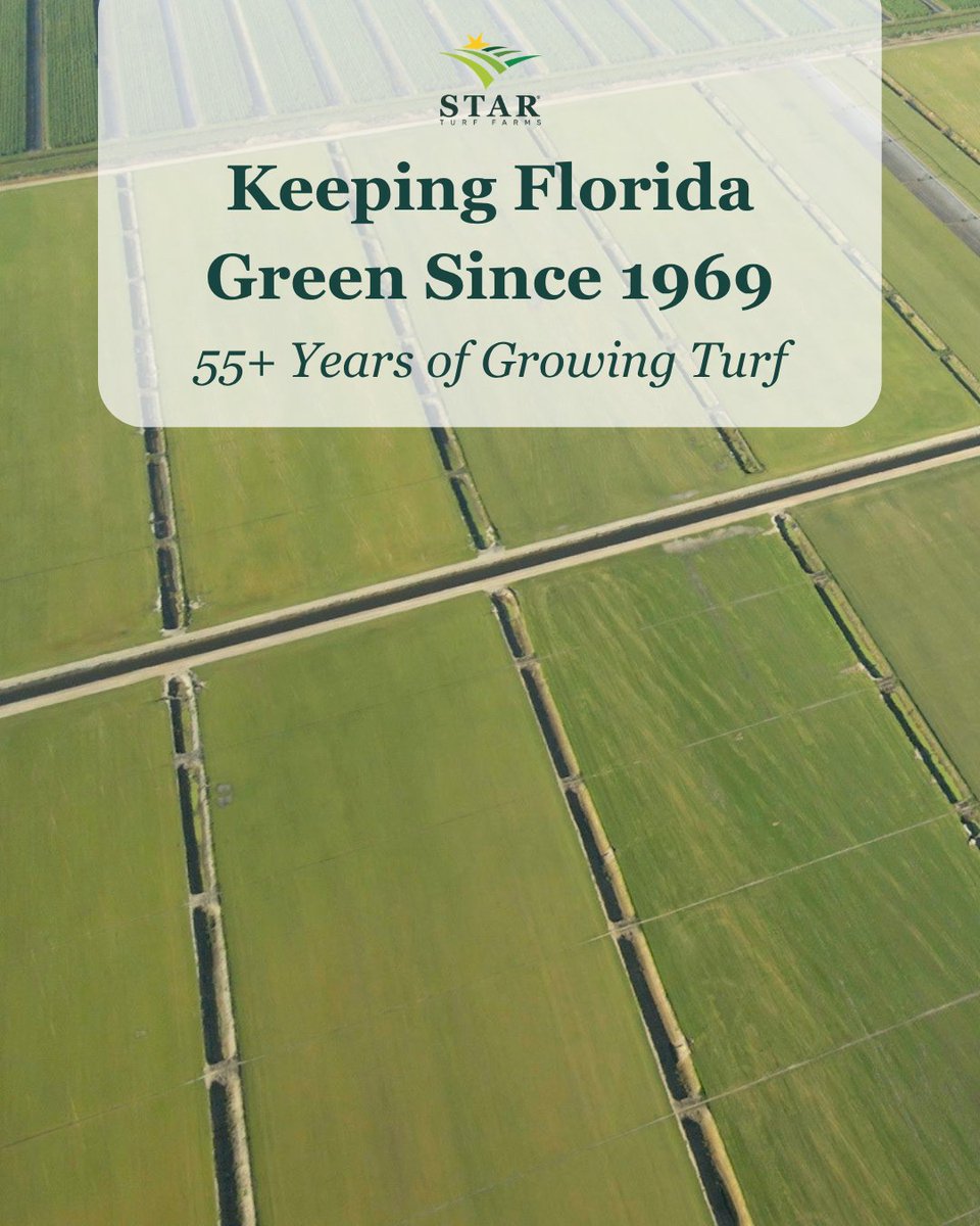 StarTurf_Farms's tweet photo. Decades of experience have taught us that great turf starts long before installation. The right varieties, the right processes, and a commitment to quality from the farm forward.

55 years later, that principle still guides everything we grow. 
#StarTurfFarms #KeepingFloridaGreen https://t.co/TouVg2p2va