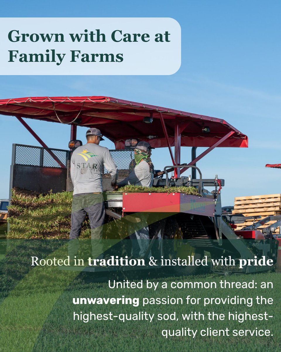 StarTurf_Farms's tweet photo. Decades of experience have taught us that great turf starts long before installation. The right varieties, the right processes, and a commitment to quality from the farm forward.

55 years later, that principle still guides everything we grow. 
#StarTurfFarms #KeepingFloridaGreen https://t.co/TouVg2p2va