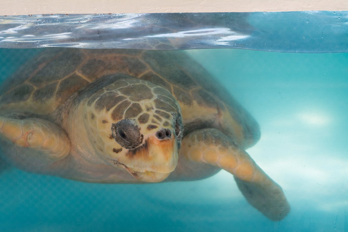 seaturtleweek's tweet photo. Boat and vessel strikes are a big problem for sea turtles.

Scientists at the University of Miami are putting GPS trackers on loggerhead turtles in Biscayne Bay to see where they’re crossing paths with boats.

Read more:  👇
https://t.co/LWPrV3ps9p

Photo: Bethany Augliere https://t.co/VEEY0IUxfs