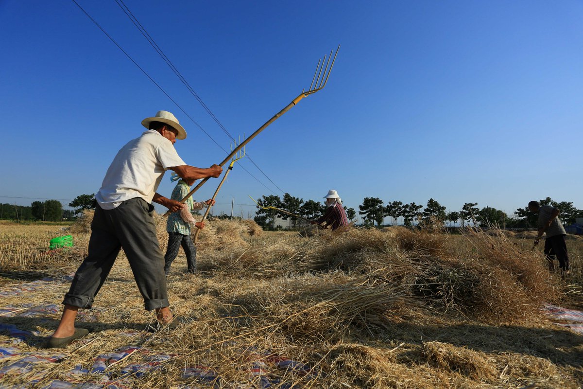 lind3238138's tweet photo. The disrupted harvesting technique before the scorching sun brings unique rural vitality. https://t.co/pnJ8lZY8M7