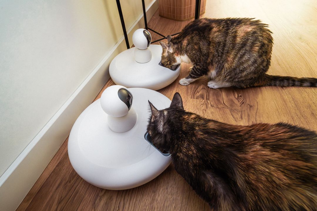 Petworldcart's tweet photo. Busy schedule? An automatic pet feeder takes the guesswork out of mealtime and keeps routines on track.
Would you trust tech to feed your furry pal?
Check out smart feeders at https://t.co/pvRksQy2HT
#PetTech #FeedingTime https://t.co/sFqDPhFDTP