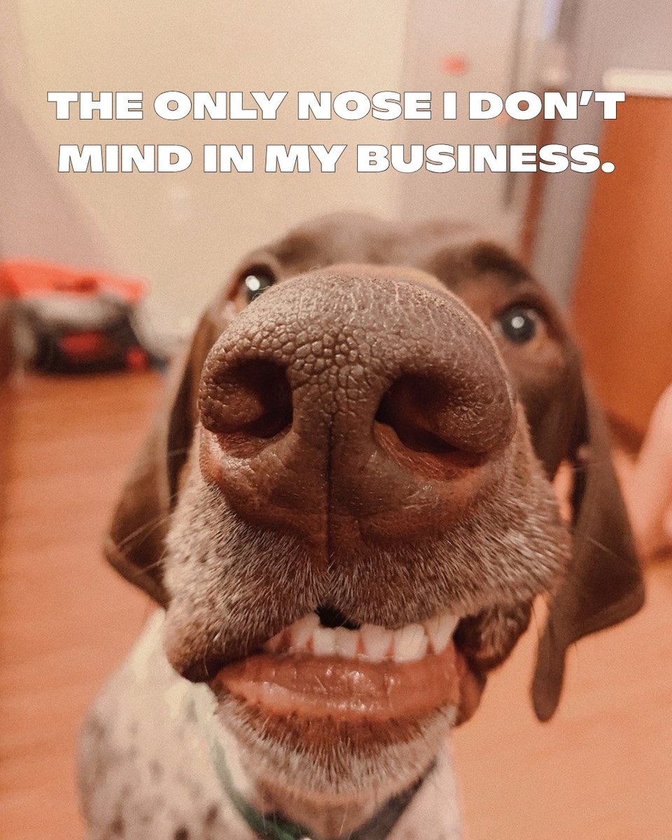 dogtv's tweet photo. So boop-able! 

#DogPeople #DogMom #DogDad #DogHumor #DOGTV https://t.co/XpuLn1p2Tc