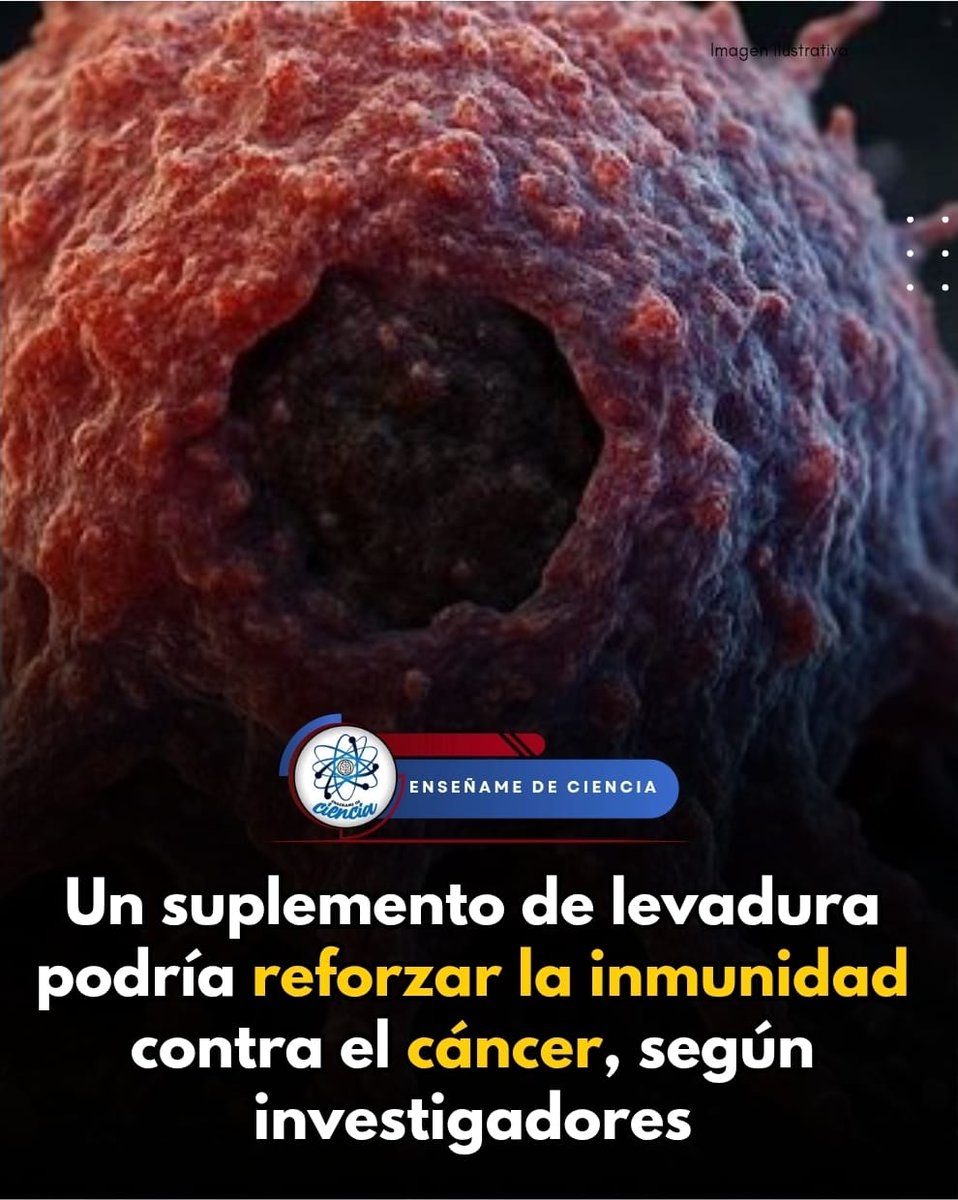 EnsedeCiencia's tweet photo. Un equipo de investigadores del Trinity College de Dublin y del University College de Dublin encontraron que un suplemento dietético a base de levadura es capaz de fortalecer las células inmunitarias que combaten el cáncer. Los experimentos para llegar a esa conclusión se realizaron con ratones.