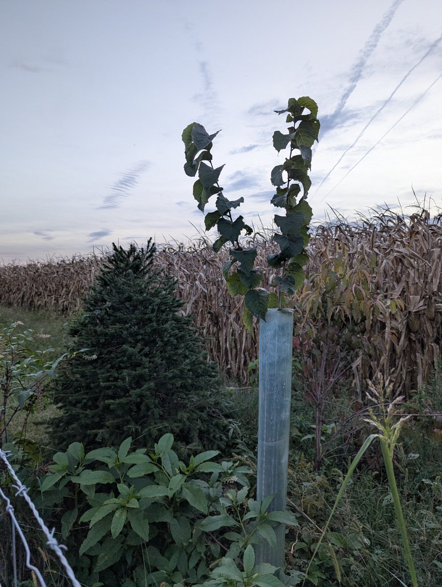 PatrickHeizer's tweet photo. A few of the hazelnuts in our western hedgerow.

Planted by @VA_Joe_S https://t.co/dEKHnKOxmt