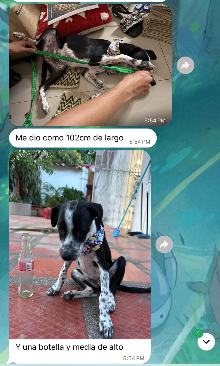 sinwaifai's tweet photo. adoptamos una perrita que abandonaron en la guajira y el que la rescató me dijo que medía una botella y media no puede ser hermanas estoy LLORANDO 😭😭😭 https://t.co/gPW4Wd87TU