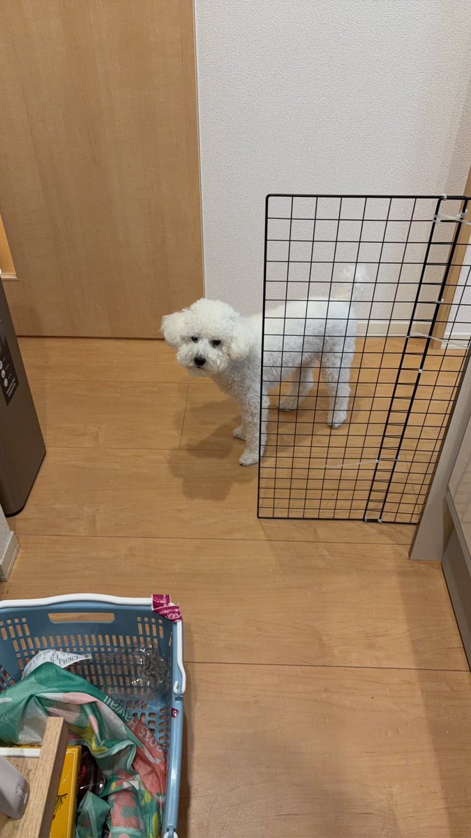 pyon01121996's tweet photo. おやつが切れてしまい、いつもの半分しかもらえず激おこムクムク丸
ムクムク丸、もう10月だよん🍂(？) https://t.co/lT7KZlR988