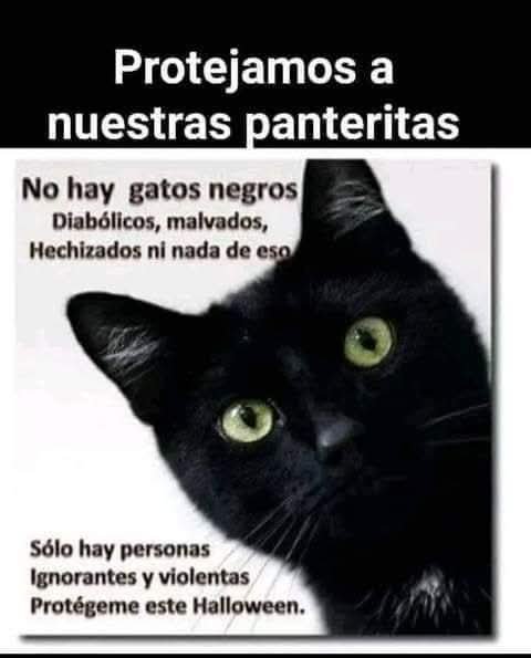 ManuSaenzVolvio's tweet photo. Por favor en esta época no entreguemos gatitos negros, ni blancos!
Cuidemos a nuestras panteritas!
🙏🏻 https://t.co/zH70V1jq4a