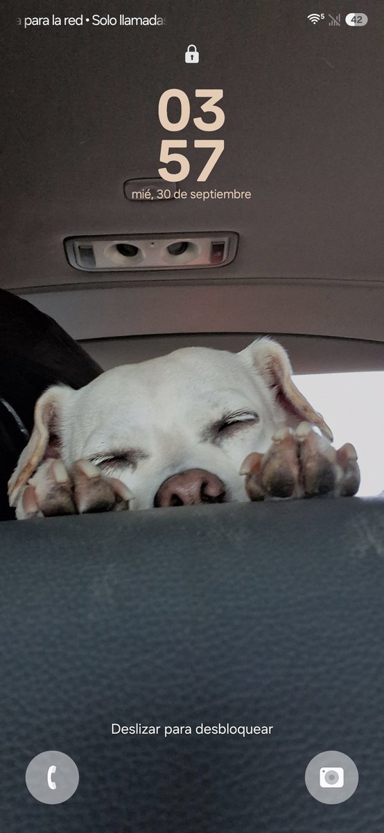 C0NTR0L45's tweet photo. @hormiverse Tengo a mi perro https://t.co/D8mdjkagZ6