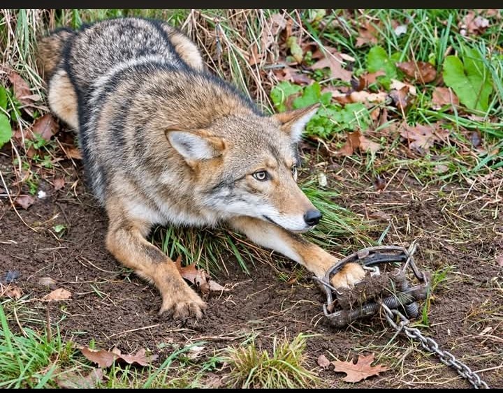 Joseph3Sengendo's tweet photo. Stop making traps to kill innocent animals, these animals have no gardens or stores where to get food from, they just look for what can make them survive please don't kill thwm https://t.co/ruskrvmhio